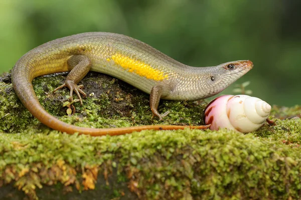 Uno Skink Solare Comune Adulit Pronto Predare Una Piccola Lumaca — Foto Stock