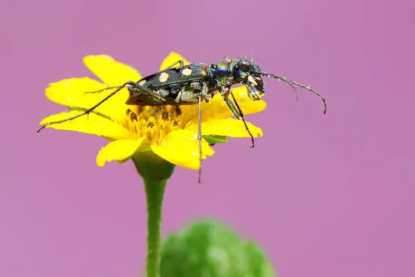 Uma Vespa Coroa Está Procura Presas Uma Flor Selvagem Este — Fotografia de Stock