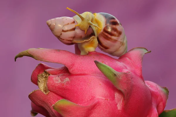 마리의 달팽이가 드래곤 열매를 찾아다니고 있습니다 연체동물의 학명은 라리아 바삭바삭 — 스톡 사진