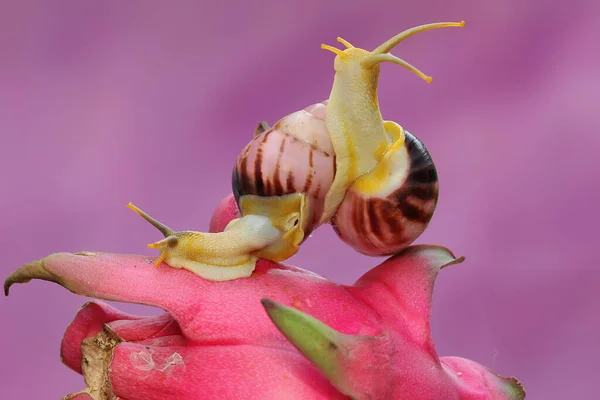 Twee Kleine Slakken Eten Drakenfruit Deze Slakkensoort Heeft Wetenschappelijke Naam — Stockfoto
