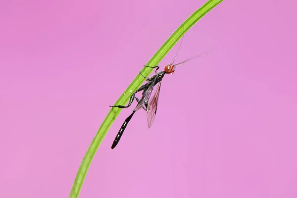 Een Kroonwesp Zoekt Een Prooi Een Struik Dit Insect Heeft — Stockfoto