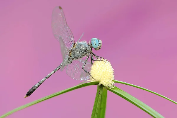 Una Libélula Arandelas Tropicales Alza Sobre Una Flor Silvestre Este — Foto de Stock