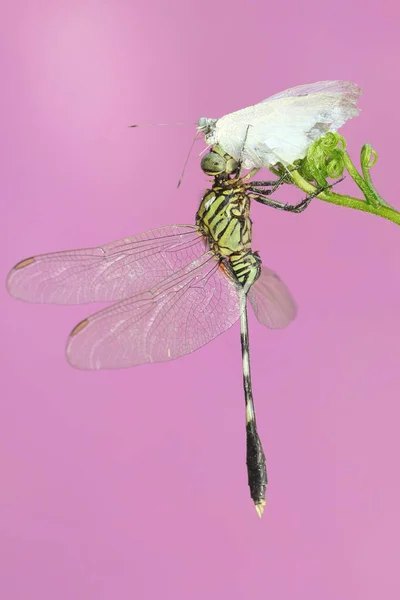 Ein Grüner Sumpffalke Frisst Einen Schmetterling Auf Einer Wildblume Dieses — Stockfoto