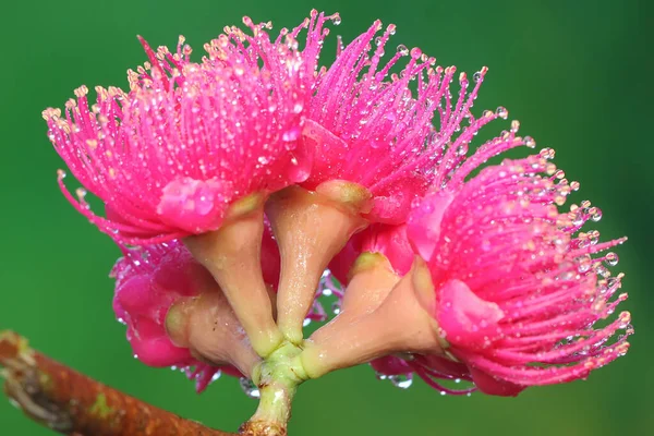 Рожева Малайська Квітка Яблуні Наповнена Ранковою Росою Рослина Має Наукову — стокове фото