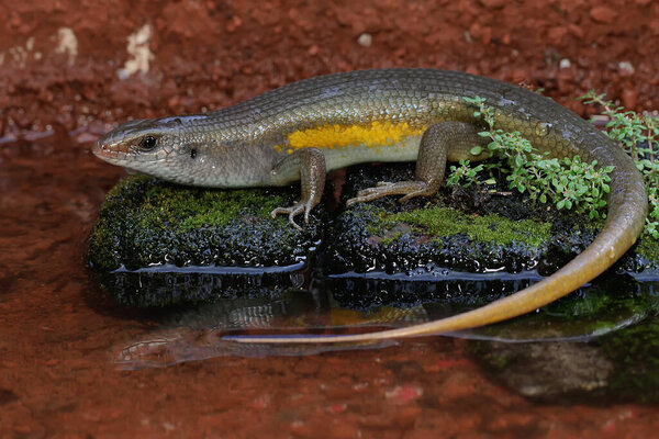 Взрослый обычный солнечный скинк загорает перед тем, как начать свою повседневную деятельность. Эта рептилия носит научное название Mabouya multifasciata.