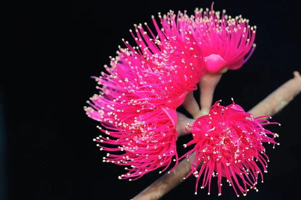 Fiore Mela Malese Rosa Piena Fioritura Piena Rugiada Mattutina Questa — Foto Stock