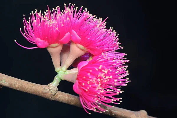 Fiore Mela Malese Rosa Piena Fioritura Piena Rugiada Mattutina Questa — Foto Stock