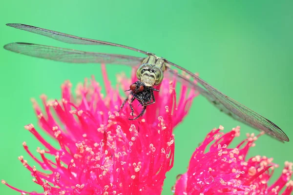 Falcão Pântano Verde Está Comendo Uma Mosca Olhos Vermelhos Aglomerado — Fotografia de Stock