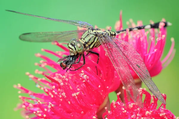 Grön Sumphök Äter Rödögd Fluga Ett Blommande Kluster Malajiska Äppelblommor — Stockfoto