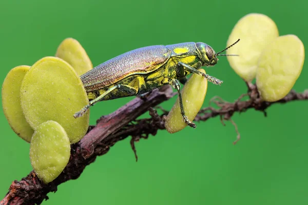 Çalının Içinde Dinlenen Buprestidae Ailesinden Bir Mücevher Böceği Böceğin Bilimsel — Stok fotoğraf