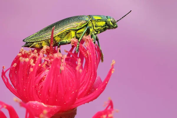 Besouro Jóia Família Buprestidae Descansando Uma Flor Selvagem Este Inseto — Fotografia de Stock