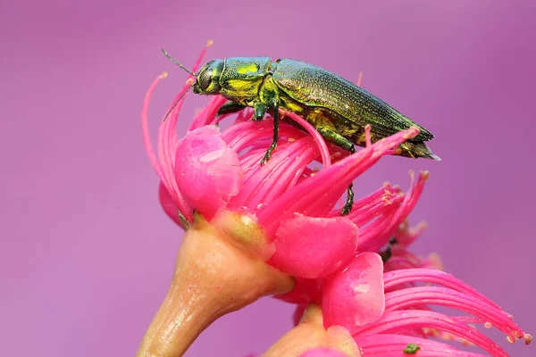 Besouro Jóia Família Buprestidae Descansando Uma Flor Selvagem Este Inseto — Fotografia de Stock