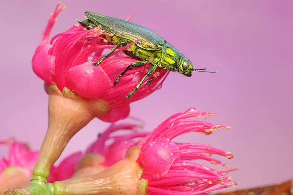Escarabajo Joya Familia Buprestidae Descansando Una Flor Silvestre Este Insecto —  Fotos de Stock