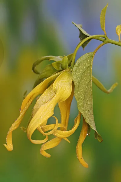 Fiore Cananga Odorata Piena Fioritura Questo Fiore Odore Fragrante Quindi — Foto Stock