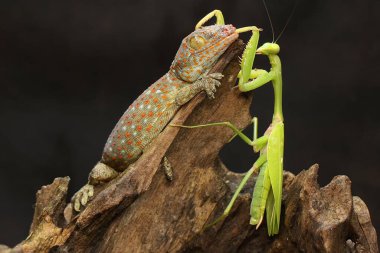 Genç bir Tokay Gecko, kuru odunların üzerinde dua eden bir peygamberdevesini avlıyor. Bu sürüngenin bilimsel adı Gekko gecko. 