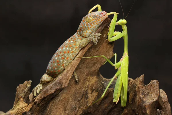 도마뱀붙이는 위에서 사마귀를 먹는다 파충류의 학명은 Gekko Gecko — 스톡 사진