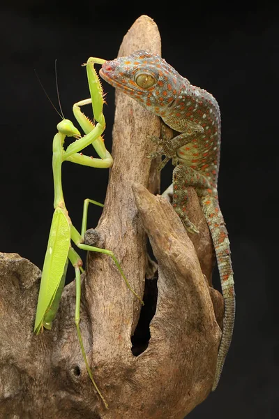 一只年轻的令牌壁虎在干柴上捕食一只祈祷的螳螂 这种爬行动物的学名是Gekko Gecko — 图库照片