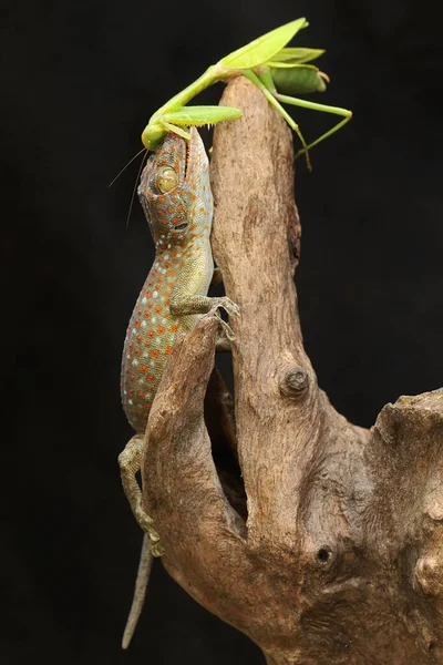 Genç Bir Tokay Gecko Kuru Odunların Üzerinde Dua Eden Bir — Stok fotoğraf