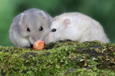 İki Campbell cüce hamsterı yosun kaplı bir zeminde fıstık yiyorlar. Bu kemirgenin bilimsel adı Phodopus kampbelli.. 