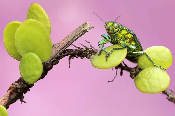 Jewel Beetle Family Buprestidae Resting Bush Insect Has Scientific Name — Stock Photo, Image