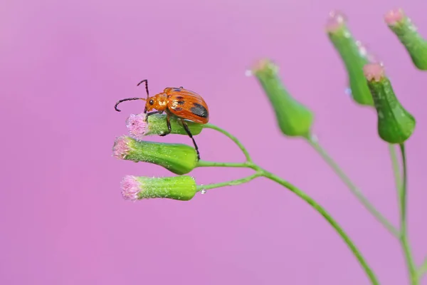 Escarabajo Hoja Cucurbit Está Posado Una Flor Silvestre Este Insecto —  Fotos de Stock