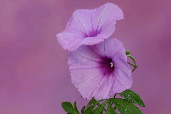 Ομορφιά Του Πρωινού Λουλουδιού Δόξας Είναι Πλήρη Άνθιση Αυτό Ποώδες — Φωτογραφία Αρχείου