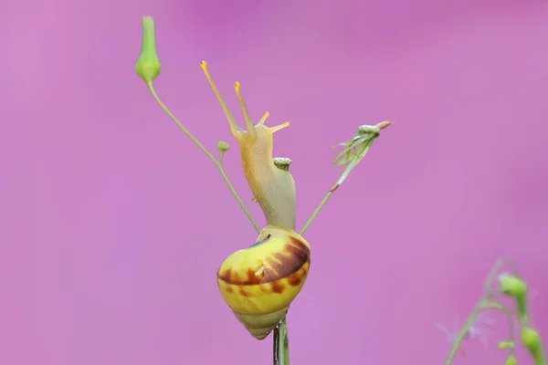 달팽이가 야생화에서 먹이를 있습니다 연체동물의 학명은 라리아 바삭바삭 — 스톡 사진