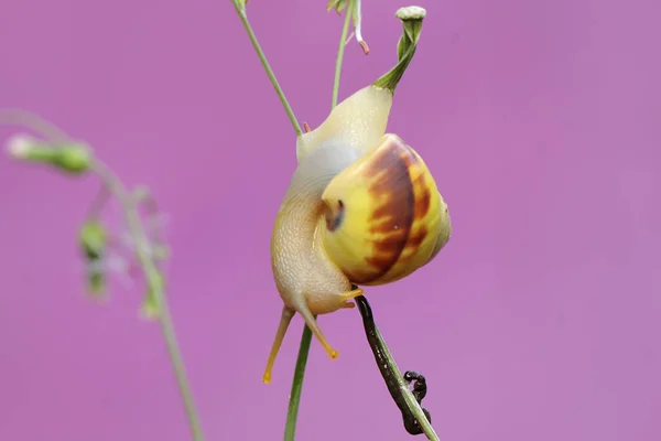 Egy Kis Csiga Vadvirágot Gyűjt Ennek Puhatestűnek Tudományos Neve Limicolaria — Stock Fotó