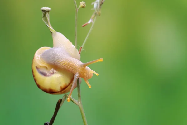一只小蜗牛在野花中觅食 这种软体动物的学名是Limicolaria — 图库照片