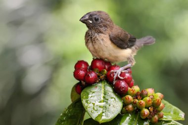 Bir Javan Munia bir kır çiçeğinin üzerine tünemiştir. Bu küçük kuşun bilimsel adı Lonchura löcogastroides.. 
