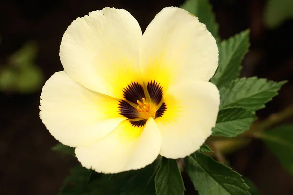 꽃봉오리의 아름다움은 아침에 완벽하게 식물은 과학적 이름인 네라아우룰라 Turnera Subulata — 스톡 사진