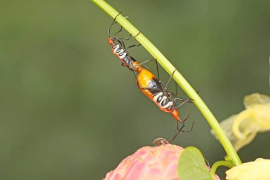 Bir çift kırmızı pamuk böceği (Dysdercus cingulatus) çalılıklarda çiftleşmektedir..