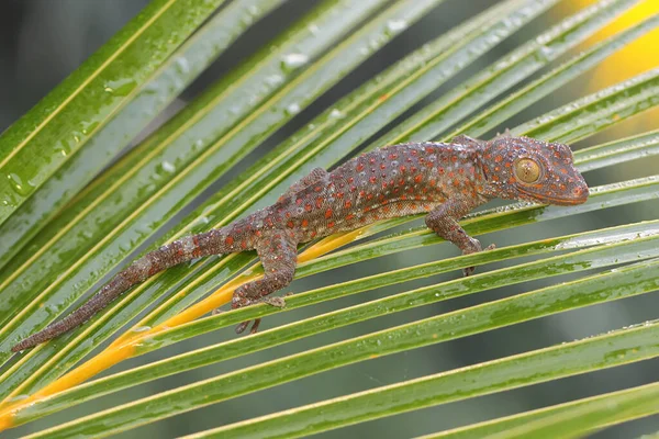 Genç Bir Tokay Gecko Hindistan Cevizi Yaprağında Arıyor Sürüngenin Bilimsel — Stok fotoğraf