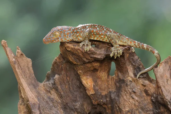 도마뱀붙이는 통나무에서 먹이를 있습니다 파충류의 학명은 Gekko Gecko — 스톡 사진