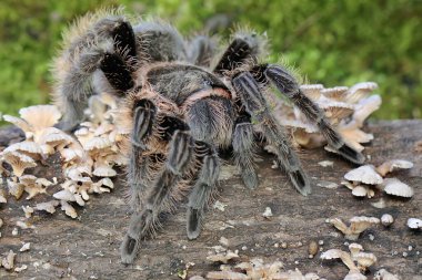 Siyah bir tarantula mantarla kaplanmış çürüyen bir ağaç gövdesinde av arıyor.. 