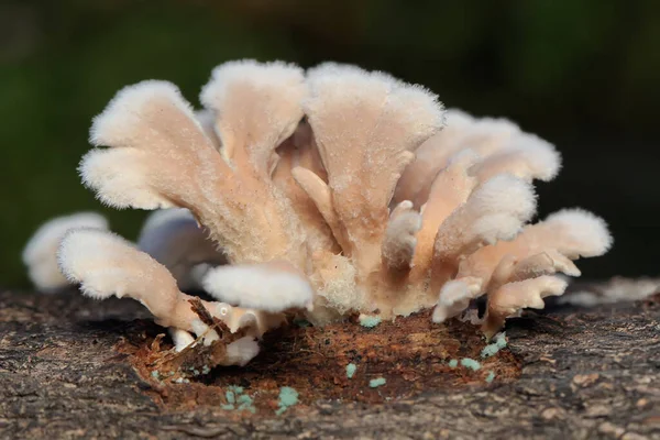 腐ったマンゴーの木の幹に自生する分割キノコのコロニー 食用キノコで学名はSchizophyllum Communeです — ストック写真