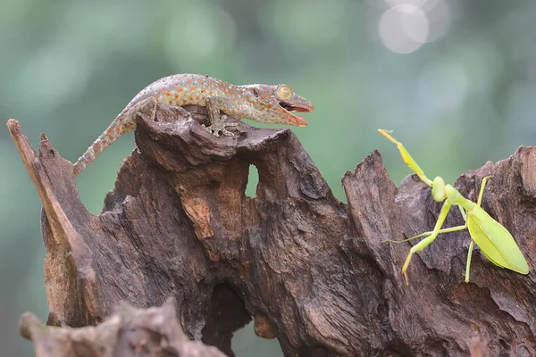 Joven Tokay Gecko Prepara Para Aprovecharse Una Mantis Religiosa Madera — Foto de Stock