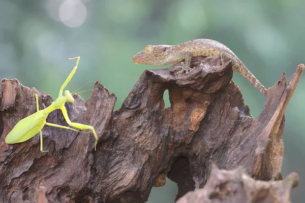 도마뱀붙이 새끼가 나무에 사마귀를 잡아먹을 준비를 파충류의 학명은 Gekko Gecko — 스톡 사진