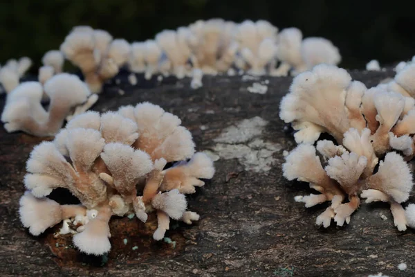 나무에 버섯들 무리를 자라고 있습니다 버섯은 과학적 이름을 있습니다 Schizophyllum — 스톡 사진