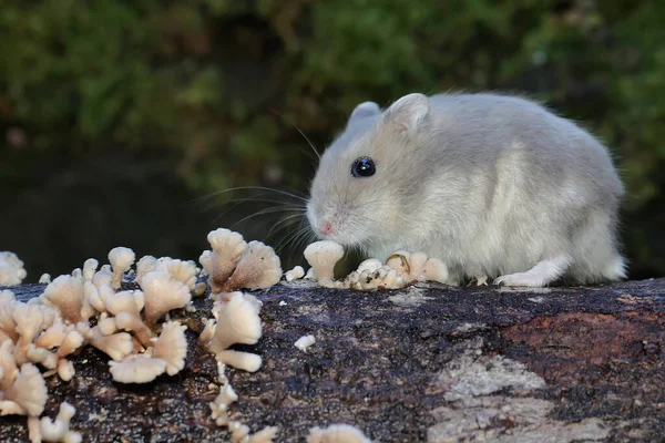 坎贝尔矮仓鼠在腐烂的木料上觅食 木料上长满了真菌 这种啮齿动物的学名是Phodopus Campbelli — 图库照片