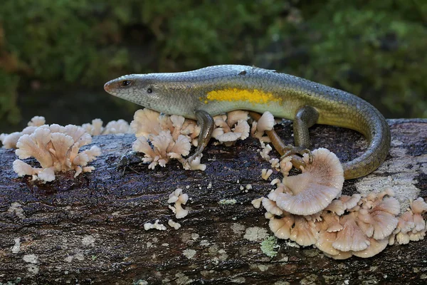 Adulit Common Sun Skink Sunbathing Starting His Daily Activities Reptile — Stock Photo, Image