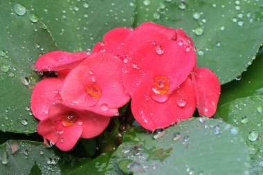 Dikenli tacın güzelliği çiçek açmış. Bu çiçeğin bilimsel adı Euphorbia görkemlidir..