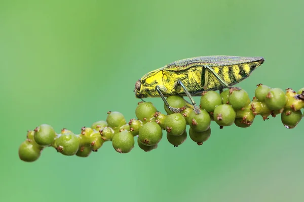 Besouro Jóias Família Buprestidae Descansando Frutos Silvestres Este Inseto Tem — Fotografia de Stock