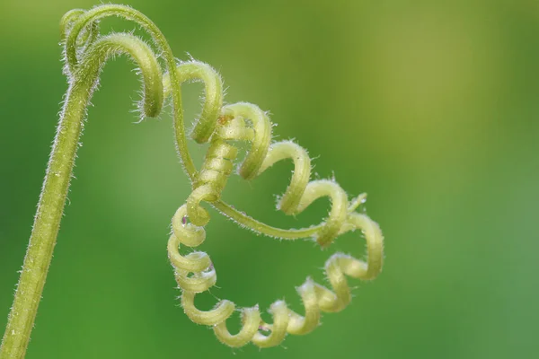 Pumpkin Vines Green Background Plant Has Scientific Name Cucurbita Moschata — Stock Photo, Image