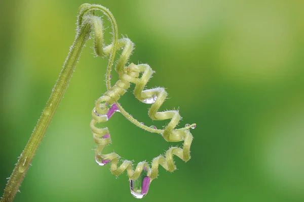 Cépages Citrouille Sur Fond Vert Cette Plante Nom Scientifique Cucurbita — Photo