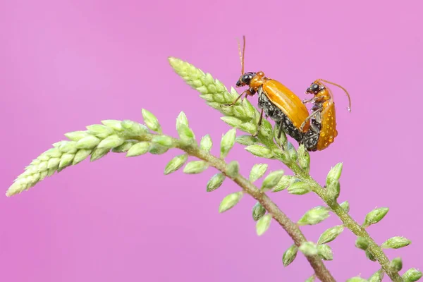 Par Escarabajos Hoja Cucurbit Apareándose Una Flor Silvestre Este Insecto —  Fotos de Stock