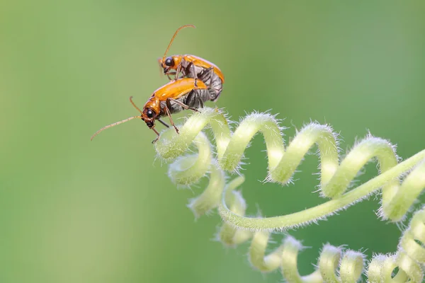 Par Besouros Cucurbitáceos Acasalando Uma Videira Uma Planta Abóbora Este — Fotografia de Stock