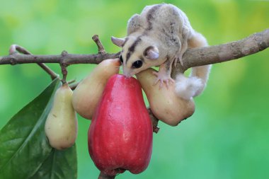 A young mosaic sugar glider eating a pink malay apple. This mammal has the scientific name Petaurus breviceps. clipart