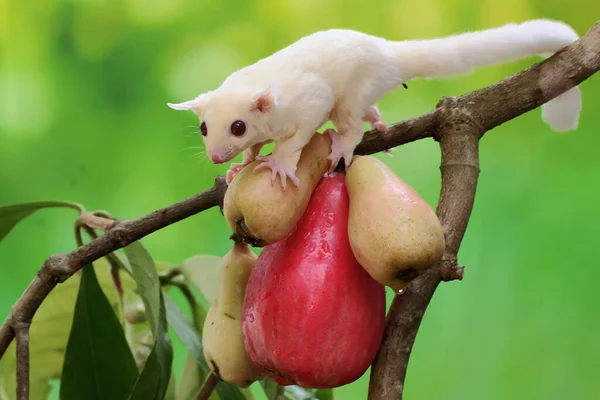 Giovane Aliante Albino Che Mangia Una Mela Malese Rosa Questo — Foto Stock