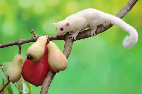Young Albino Sugar Glider Eating Pink Malay Apple Mammal Has — Stock Photo, Image